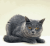 BoredCat.gif 31.83 KB