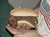 DogOnABun.jpg 22.42 KB