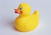 Duck2.jpg 11.26 KB
