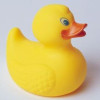 Duck3.jpg 5.97 KB