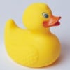 Duck3.jpg 5.97 KB