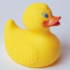 Duck_right.jpg 5.97 KB
