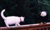 EagleCat2.jpg 26.41 KB