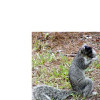 Fox_Squirrel_small.jpg 45.22 KB