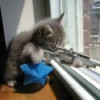 KittySniping.jpg 5.24 KB