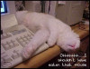 Mouse_Eater.jpg 34 KB