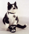 _kitler_pics_kitler30-1.jpg 49.74 KB
