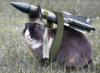 bunny.jpg 78.6 KB