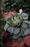 cabbage2.jpg 23.78 KB