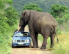 elefantcar.jpg 44.15 KB