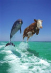 flight.jpg 36.76 KB