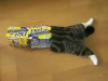 marucat111008.jpg 10.33 KB