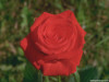 roses01_1024x768.jpg 78.21 KB