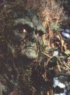 swampthing.jpeg 40.81 KB
