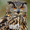 wut.png 182.22 KB