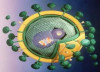 HIVirus1.jpg 12.79 KB