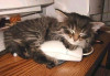 catmouse.jpg 27.62 KB