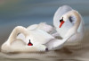 swans1a.jpg 17.05 KB