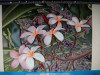 Monitor_018.jpg 972.06 KB
