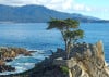 The_Lone_Cypress_.jpeg 165.78 KB
