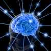 brain.jpg 57.36 KB