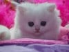 cat5.jpg 9.37 KB
