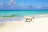 text-to-video.gif 1962.11 KB