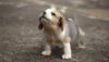 image-to-video.gif 1780 KB
